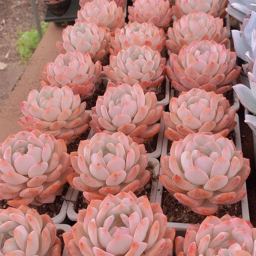 大天使橙2356778999900