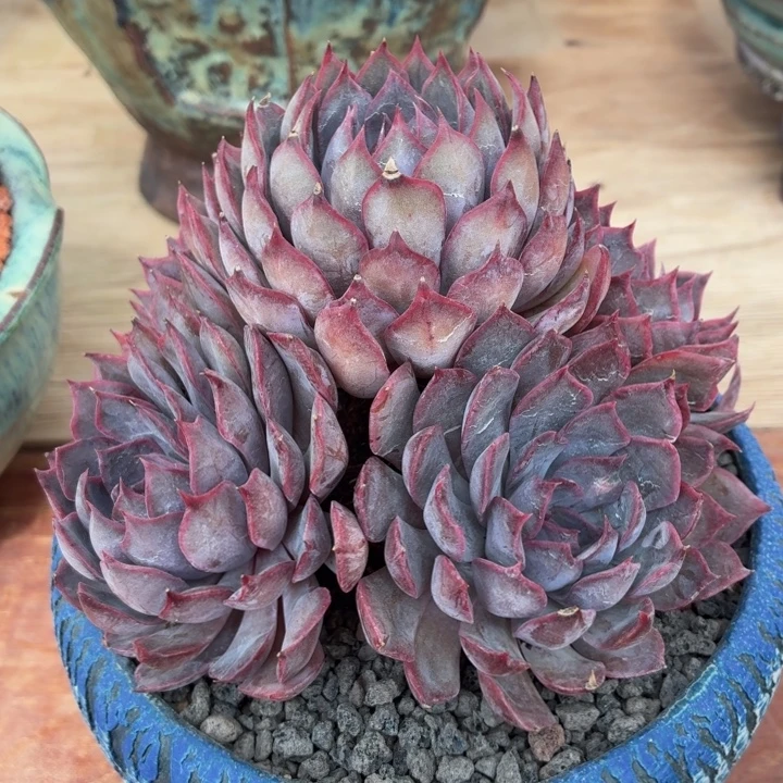 玫瑰型多肉暗冰-4