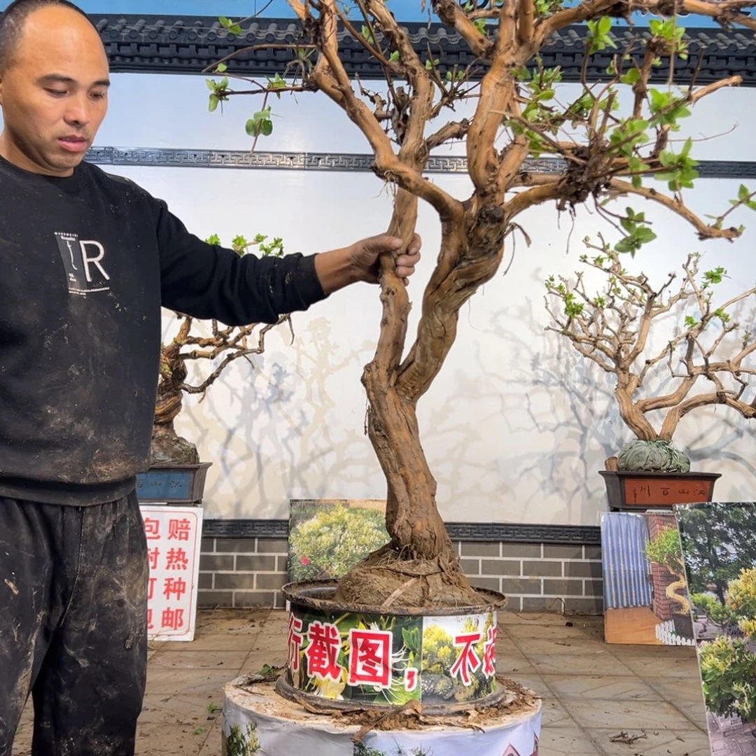 无花朵金银花08888