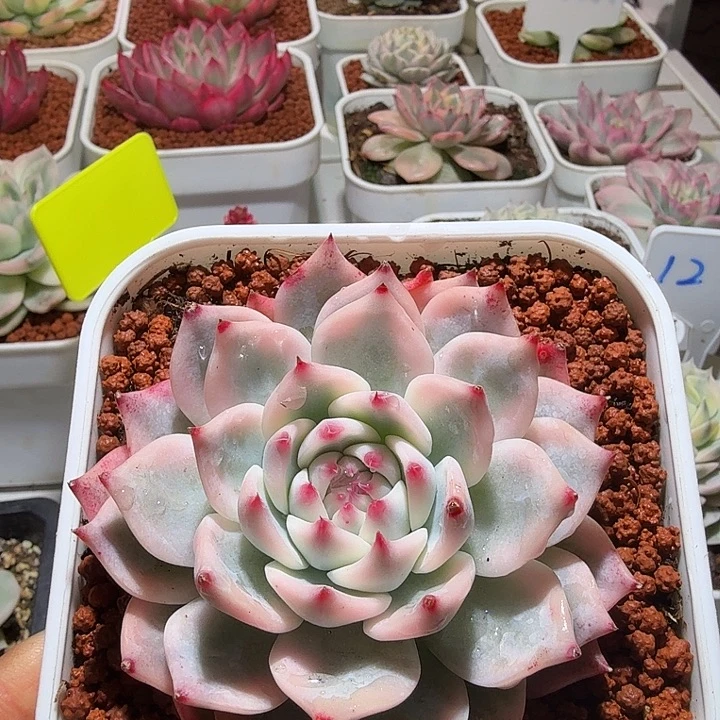 吉娃娃锦多肉植物