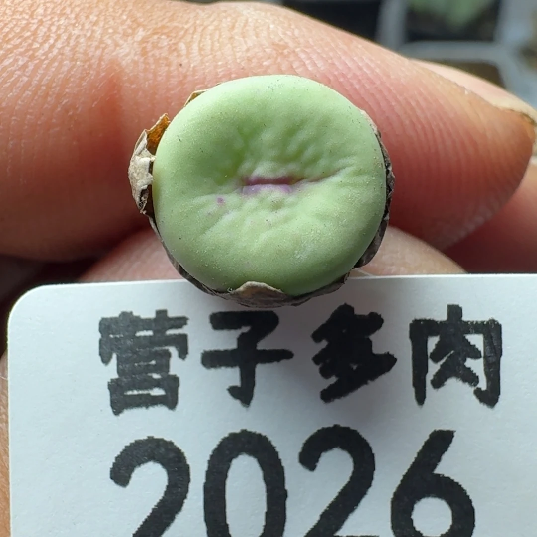 紫皮大红嘴。