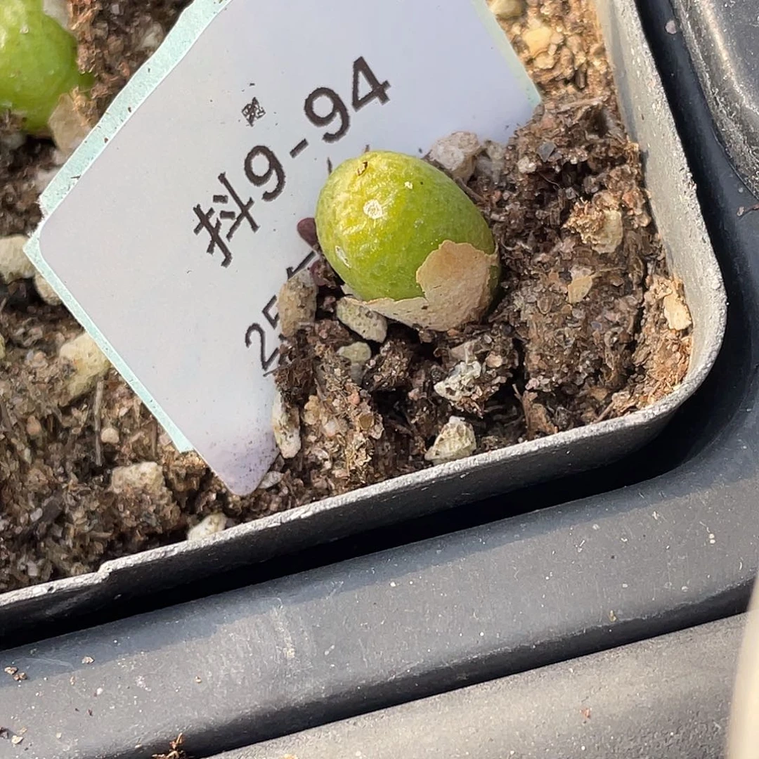 青**呱9-94玉米多肉植物