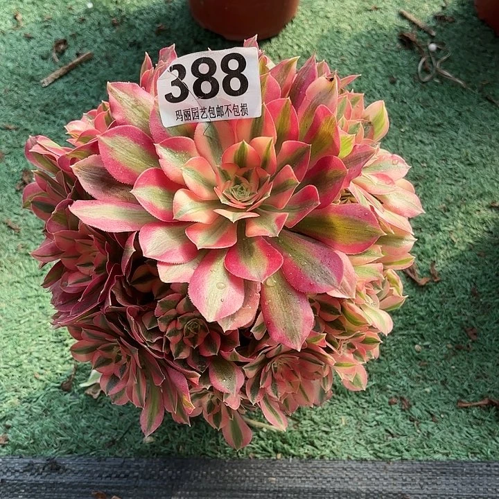 【闪购商品】柳**明3882-8女巫花