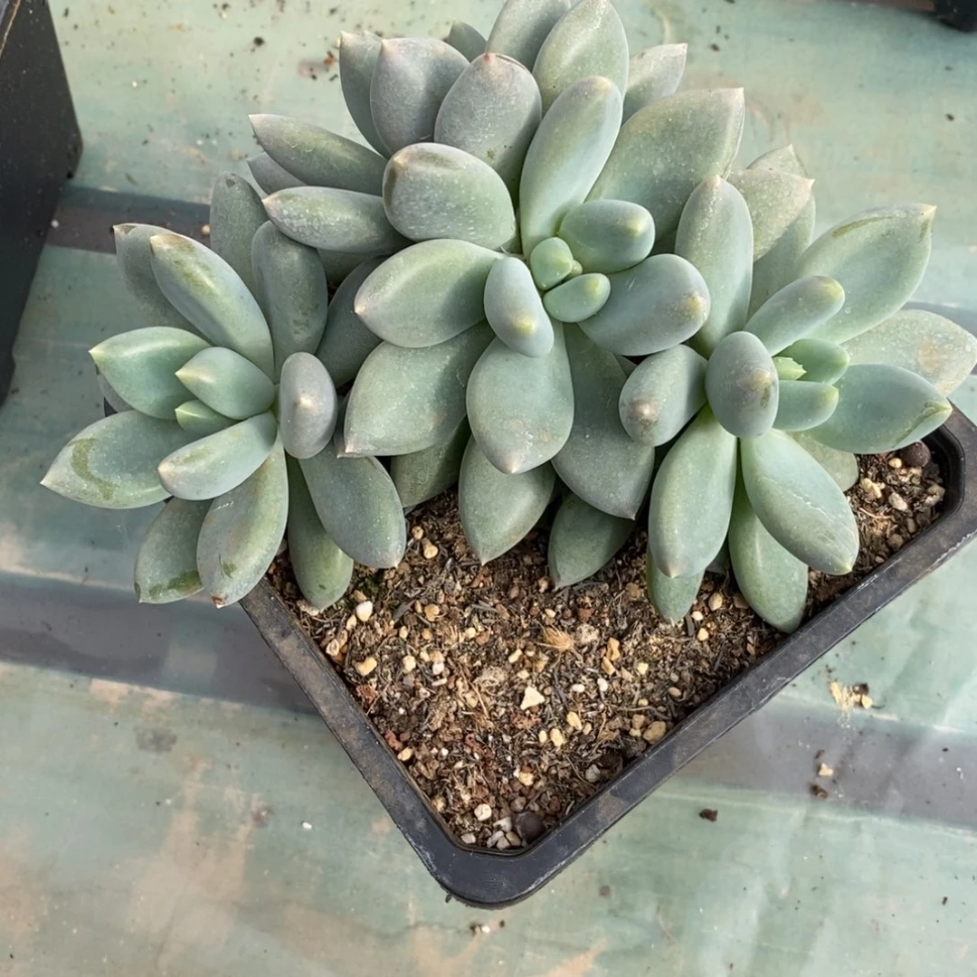 黄胖体哥特萝莉群