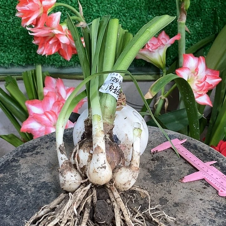 全部花朵汤姆6.5厘米多侧729号