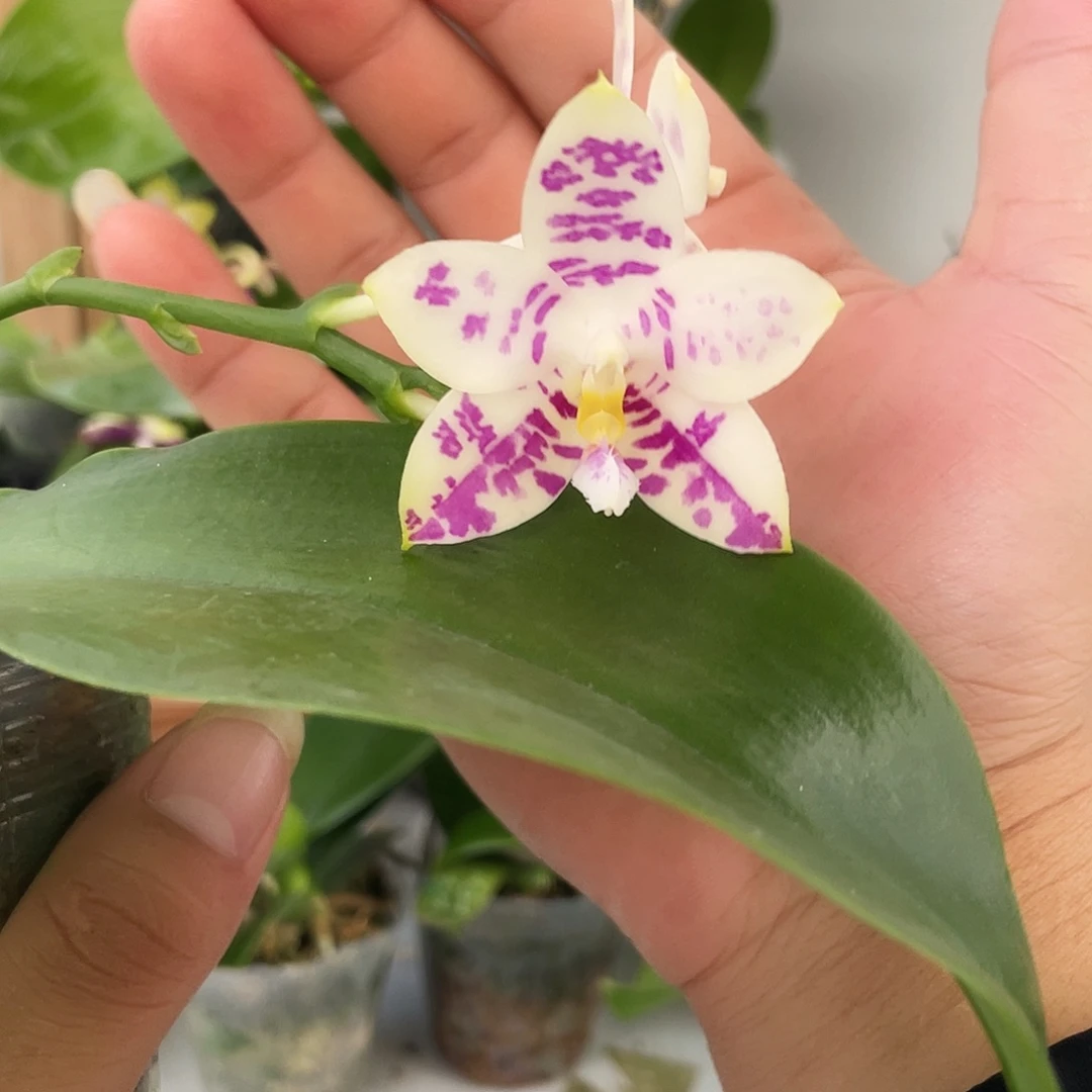 完全开放1号。。。。。。。。