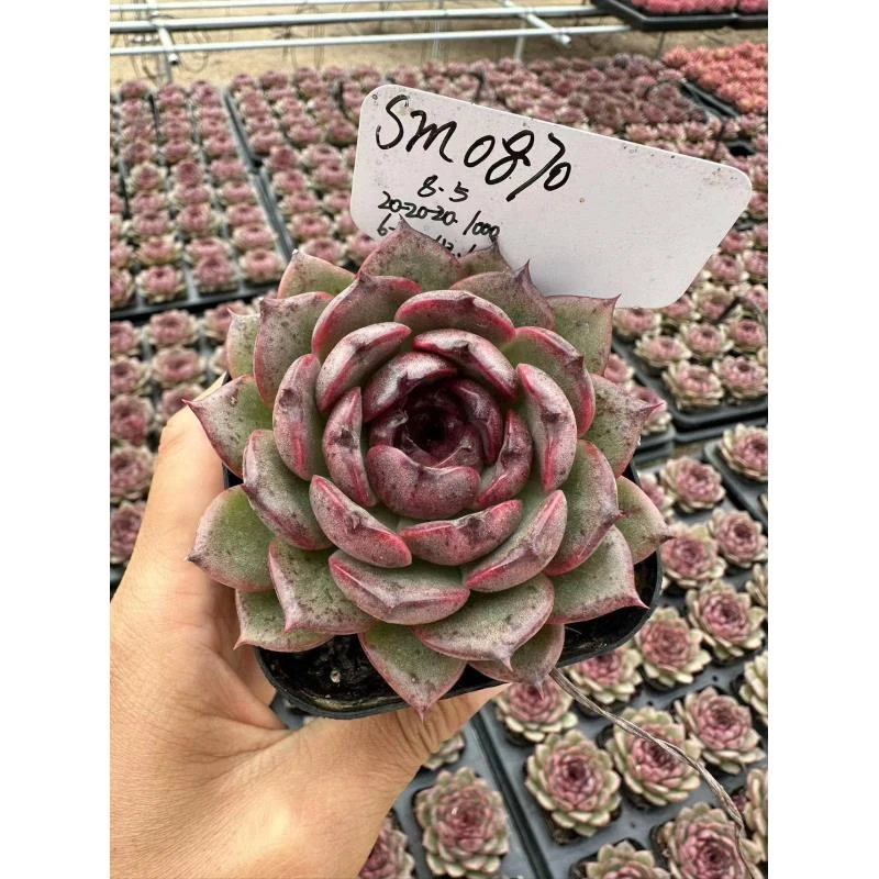 10#格格巫多肉植物  前男友精品多肉SM0870