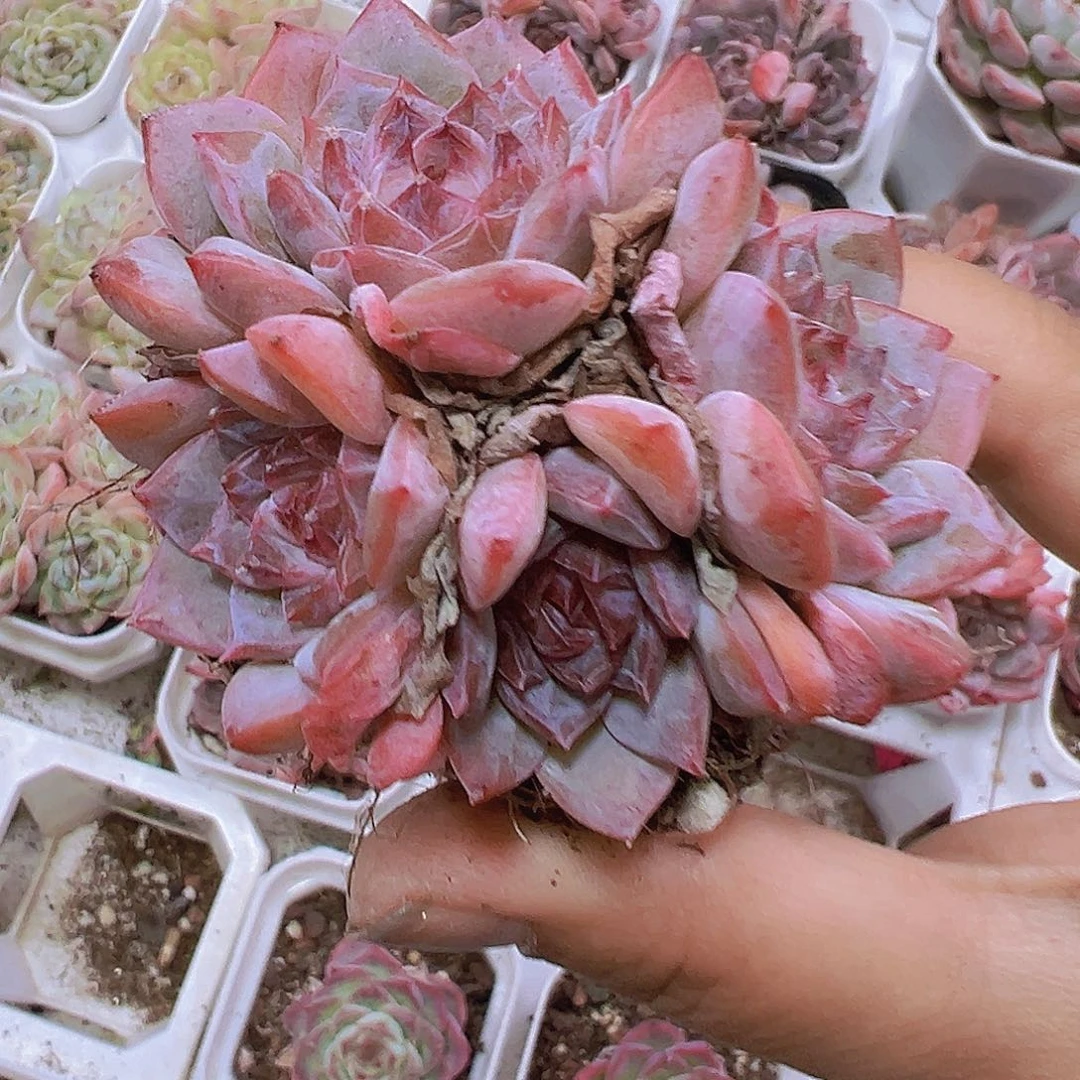 冰糖群19包邮哦都肉植物