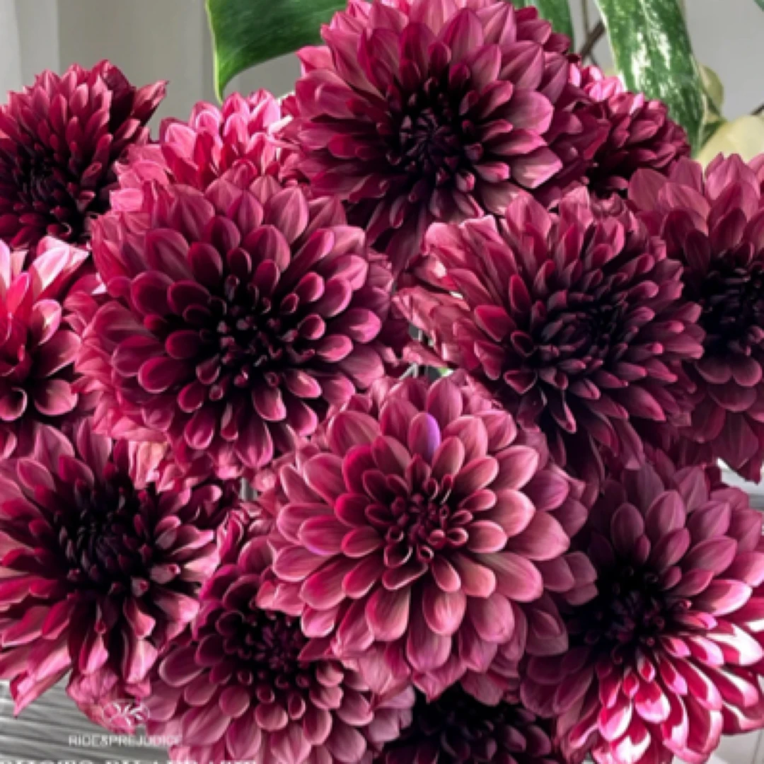 （焦糖玛奇朵）荷兰进口大丽花种球多年生花卉