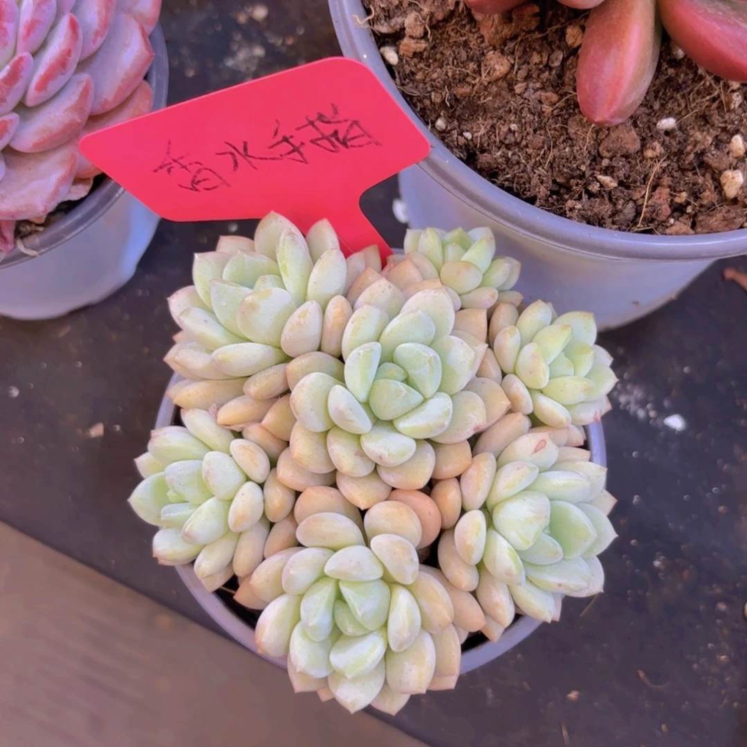 喵***饼云南金致家精品多肉