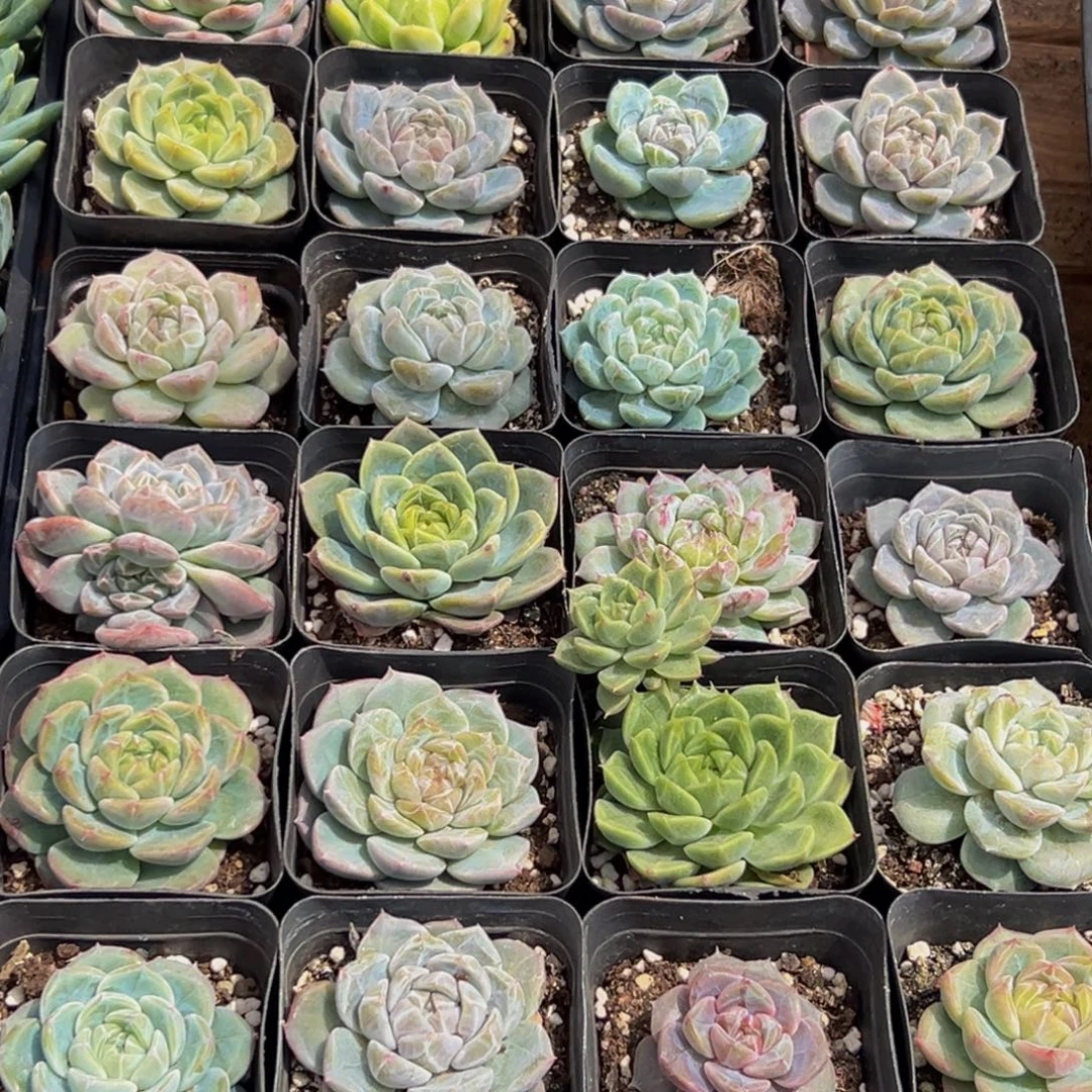 德***z519的人了还在等什么呢我的天呐