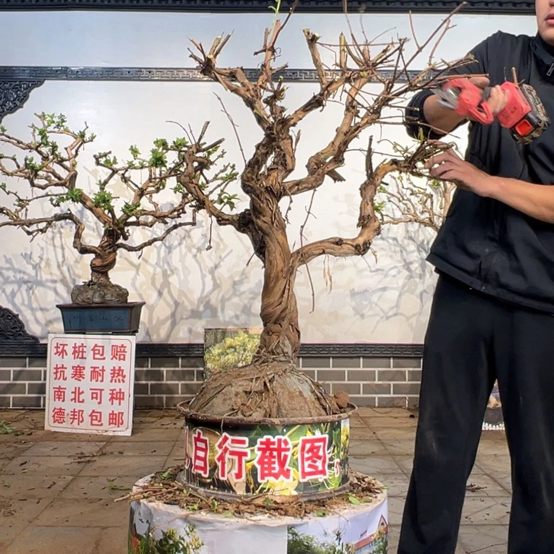 无花朵金银花开花188985699