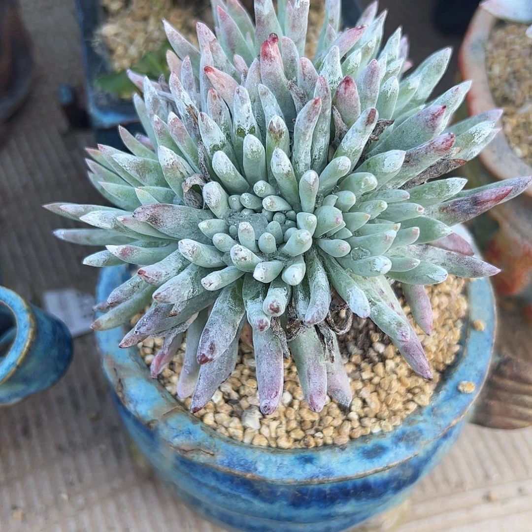 4318海瑟缀化仙女杯