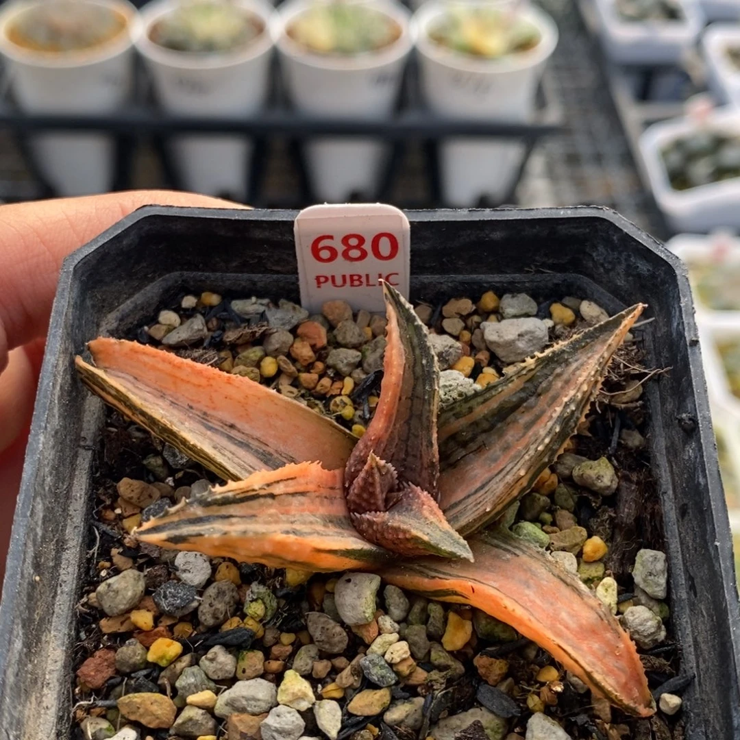 680号黑王龙鳞硬叶锦