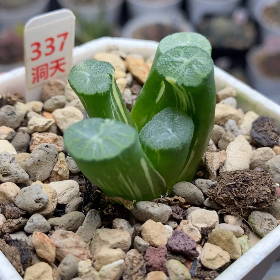 337白庙万象锦一物一拍