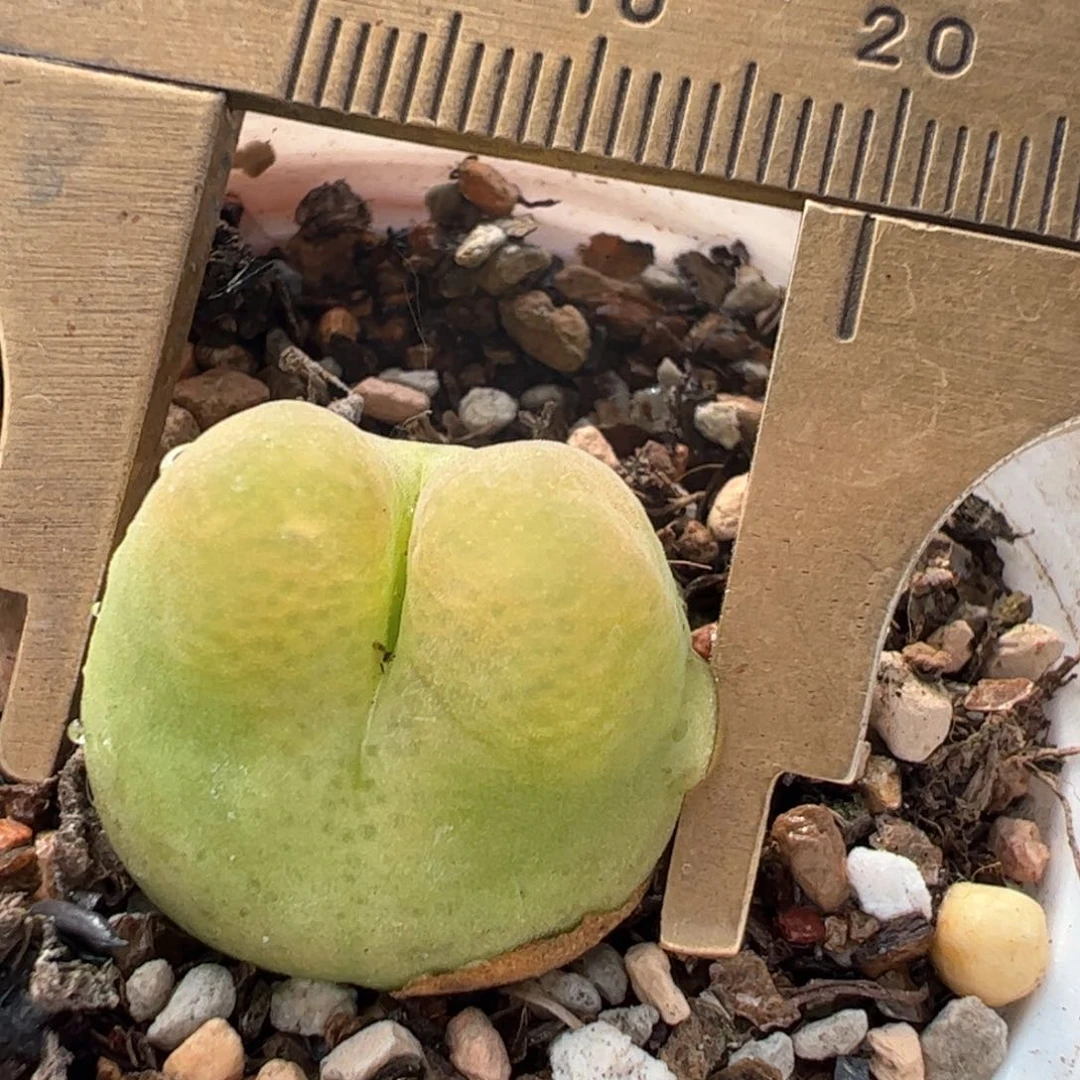 龙猫毛多肉植物百科721