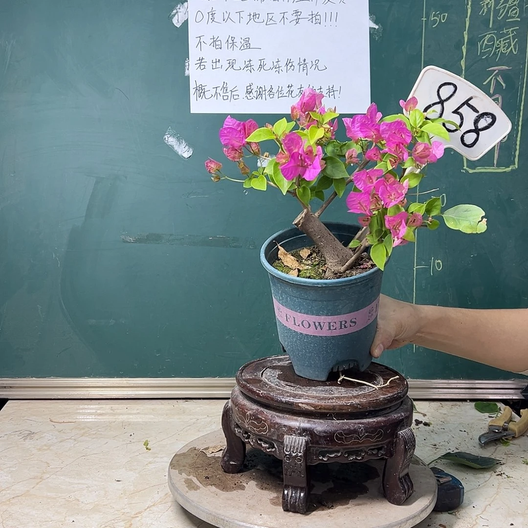 完全开放 魅惑 粗坨坨 858