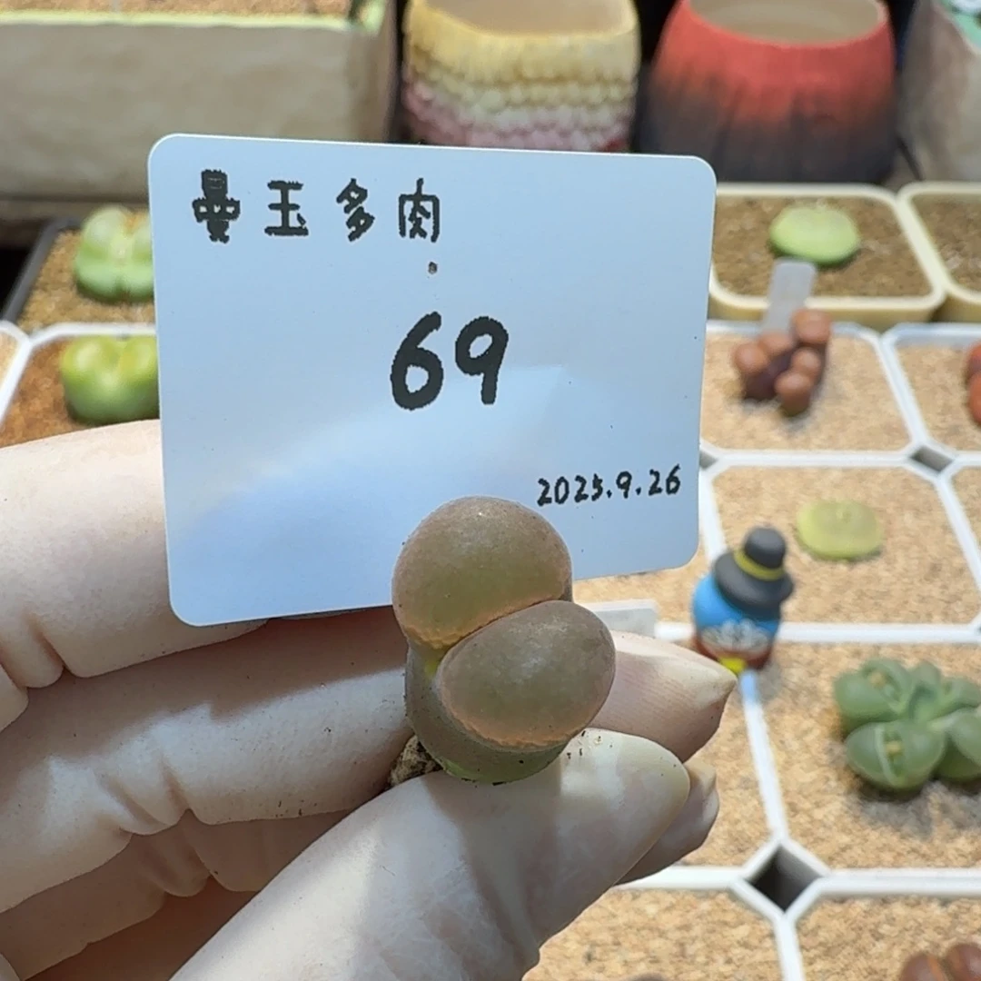 爱***火多肉多肉多肉9.26-069梦幻