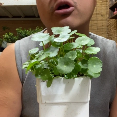 红陶巧***袋一物一拍所见即所得194