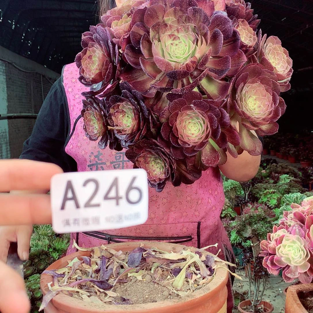 无花朵柒哥多肉法师不包侧断枝246