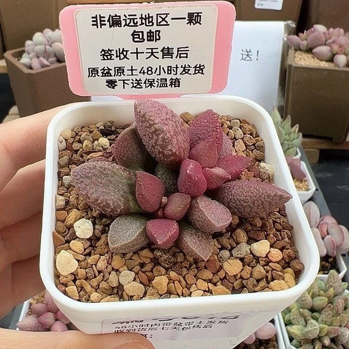 818青题芒果多肉