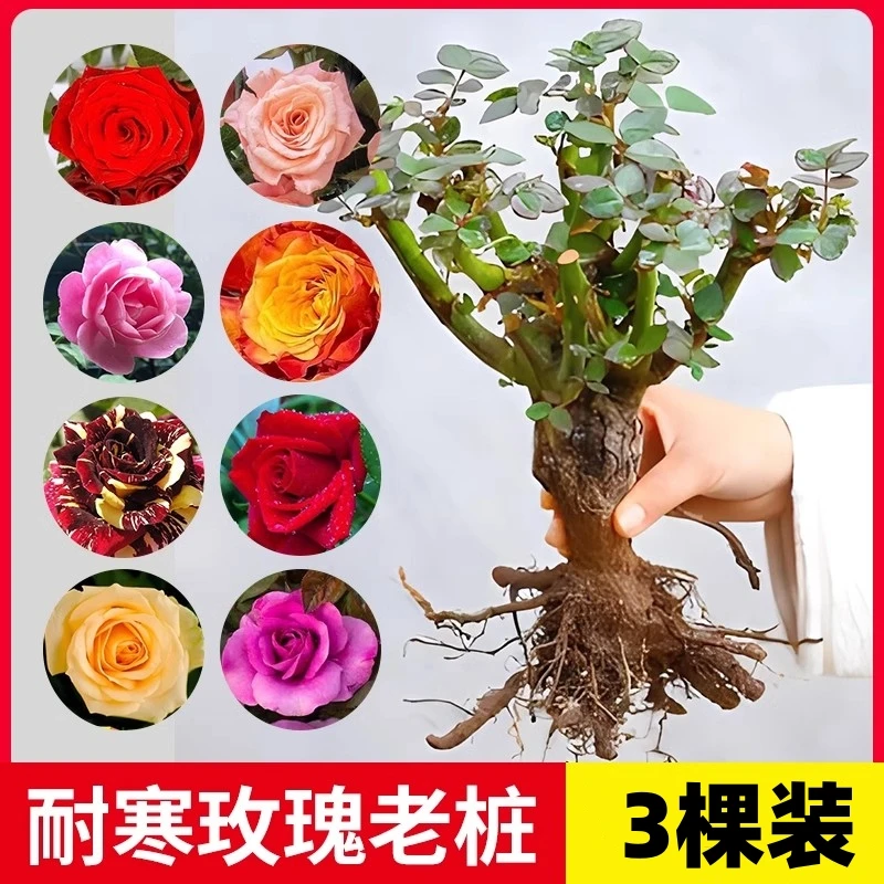 玫瑰花苗老桩盆栽花卉室内阳台月季花苗四季开花爬藤植物