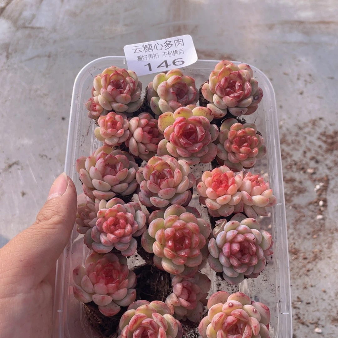 云糖心多肉植物146