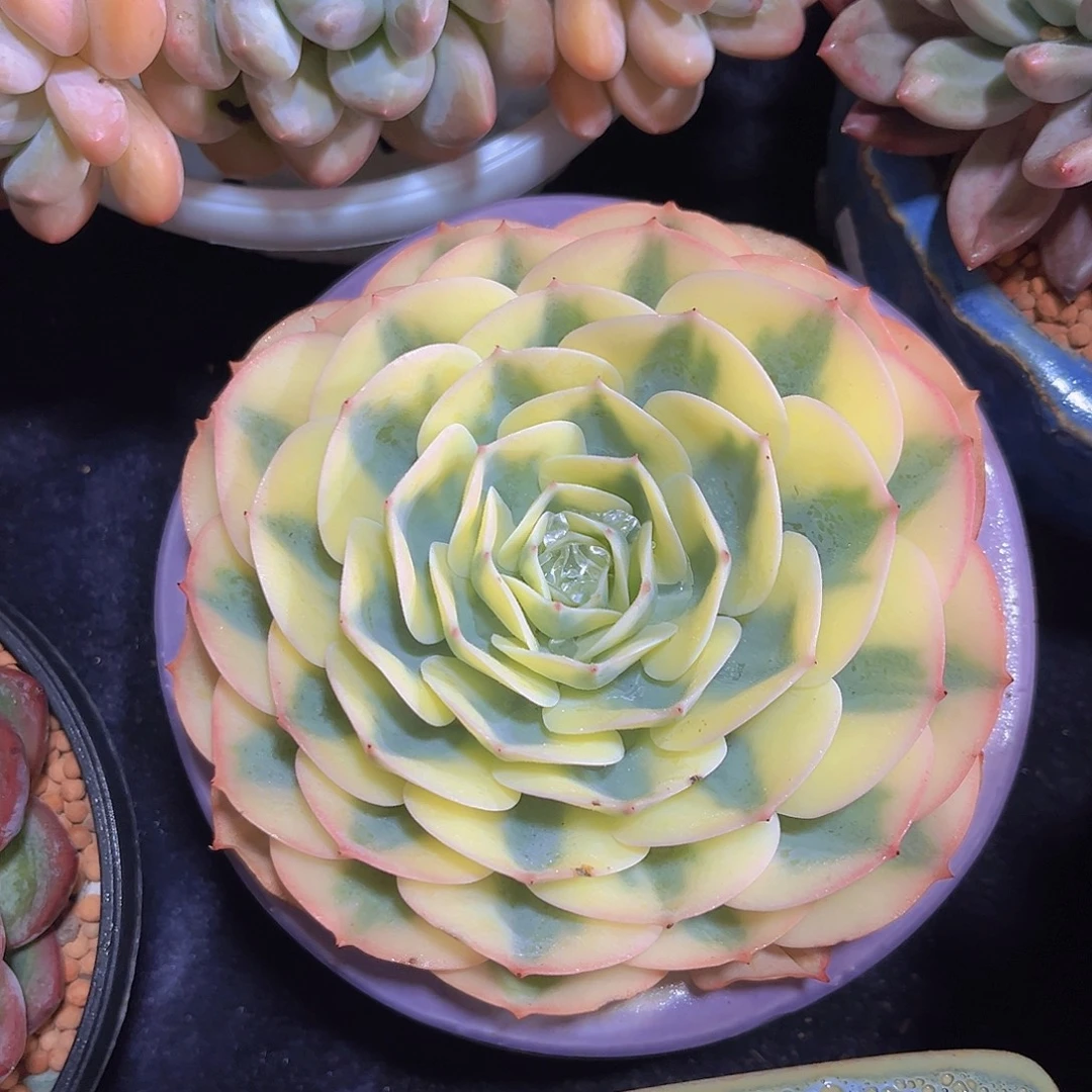 玉碟锦多肉植物多肉