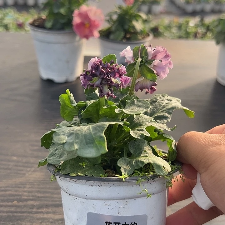 当前无花朵，栽培后可花朵188号