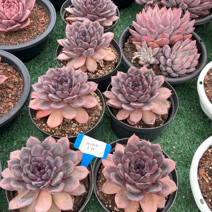 4.48黑曼巴一天脱土