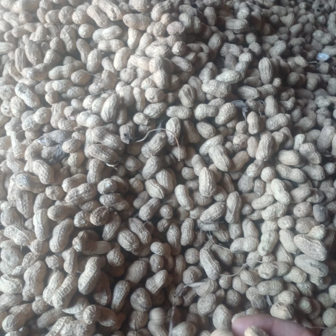 2025新鲜干花生即可以生吃，也可以炒着吃，农户自己种植的，