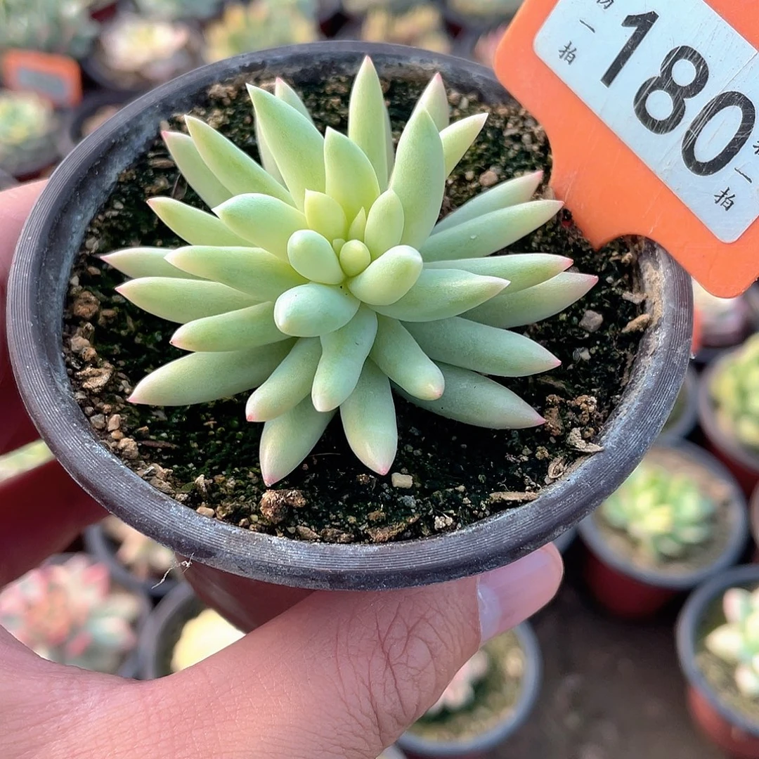 树冰锦180号多肉植物