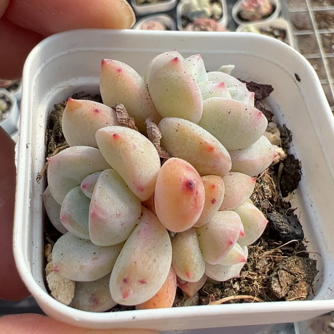 小卡拉米糖心一物一拍