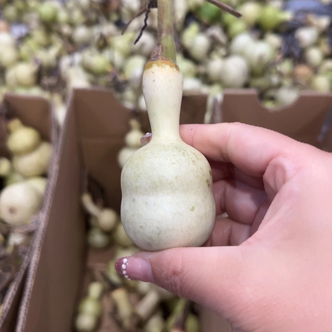 照***洋葫芦哥辉煌成就救v回家哈哈