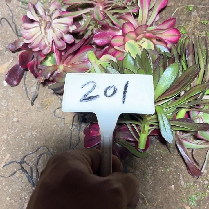 楠*多肉植物组合法师