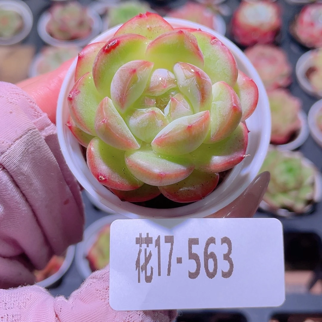 花利美17-563朝露