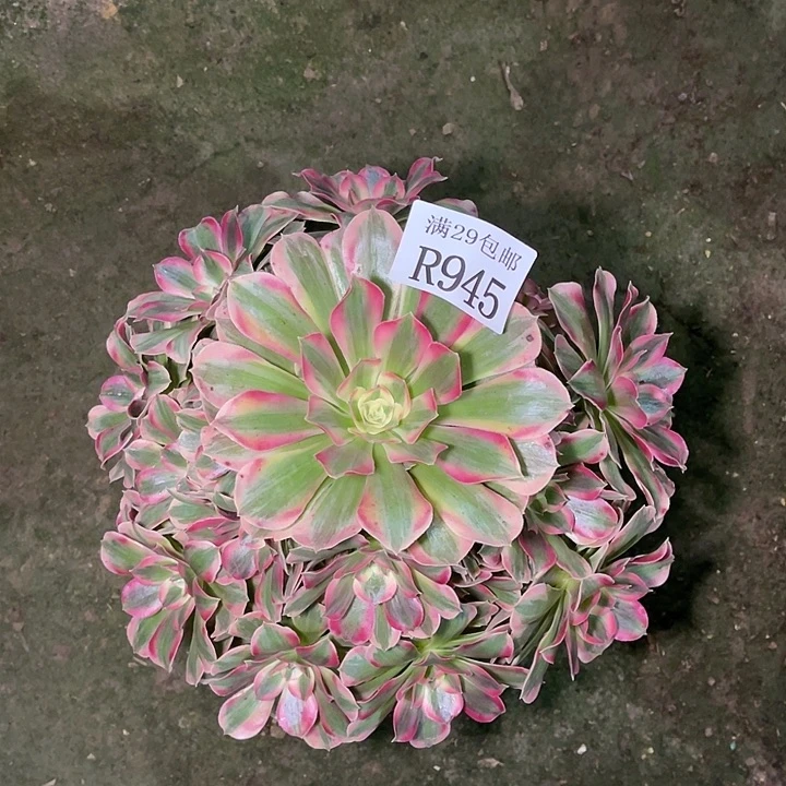 945粉女郎多肉植物