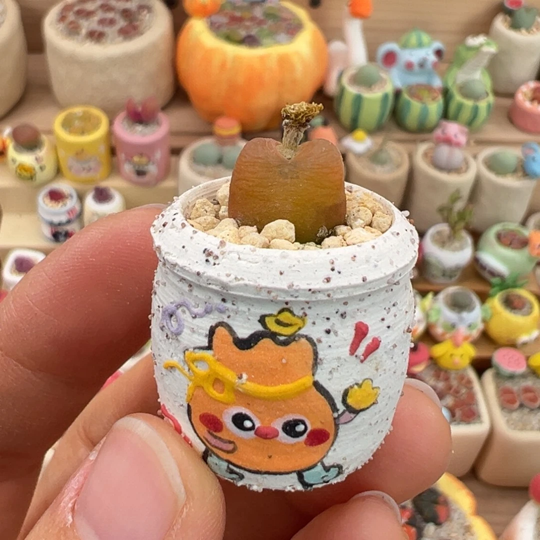 多肉植物21号拇指盆