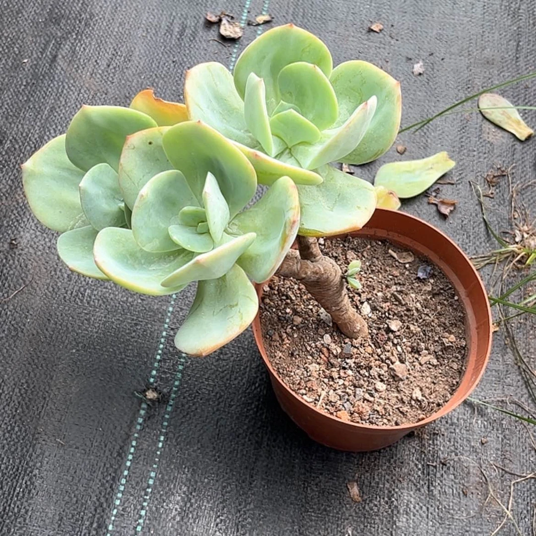 【闪购商品】无花朵云*白