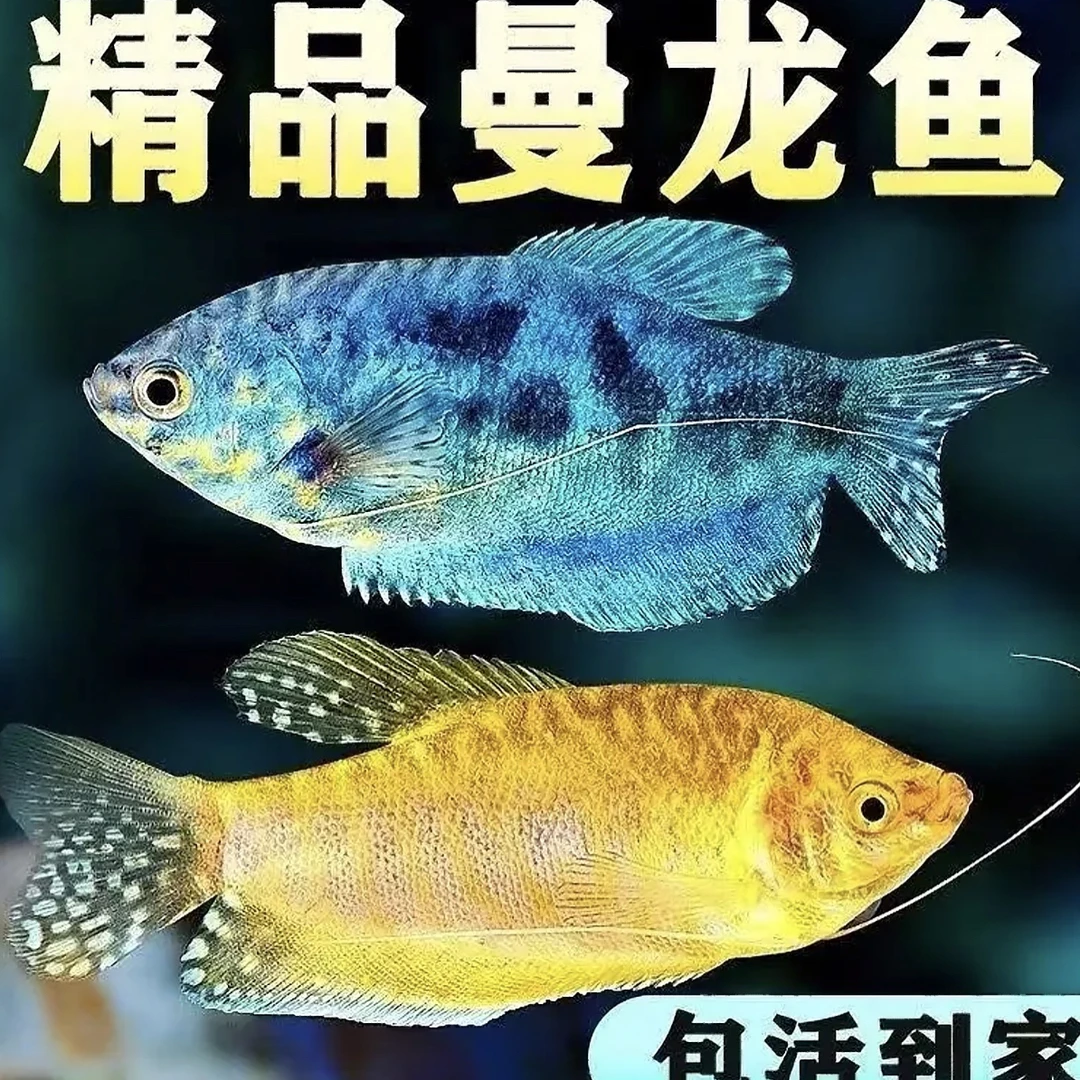 4-6cm「曼龙鱼混搭9+1备损」新手入门鱼 无需打氧，无需加热