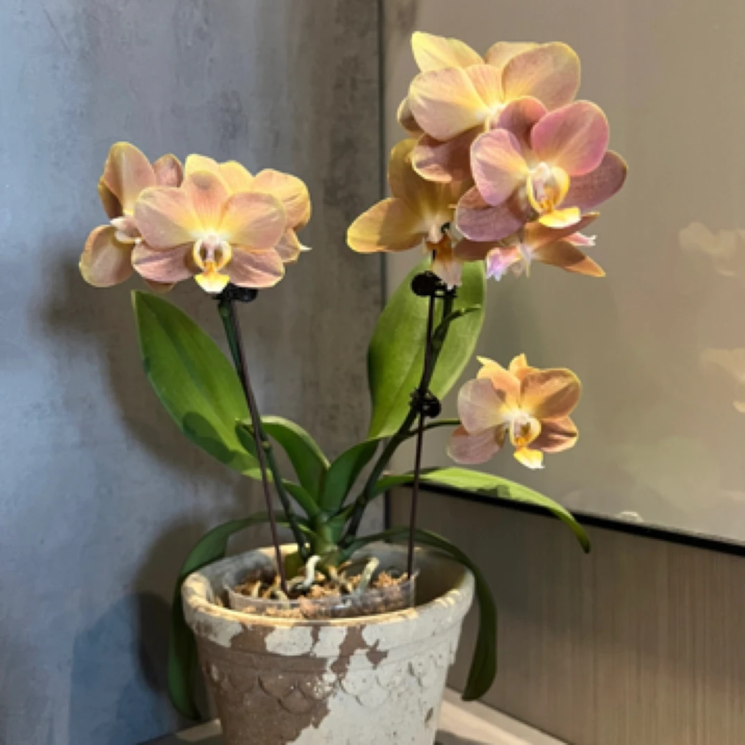 【工厂直发】复古蝴蝶兰摩纳哥