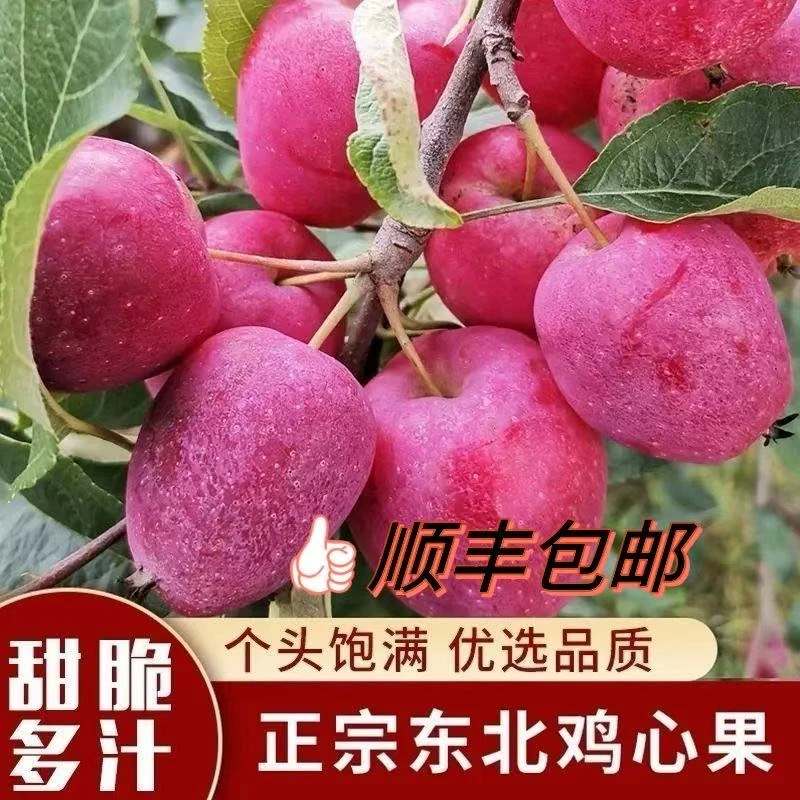 东北正宗鸡心果当季新鲜 清脆爽口特产鸡心果 【顺丰包邮】