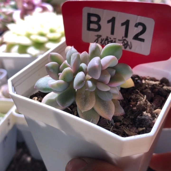 花斑鹿覆轮锦双头有根