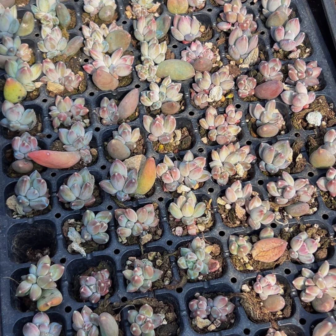 10颗美人系列多肉大小主播口述为准