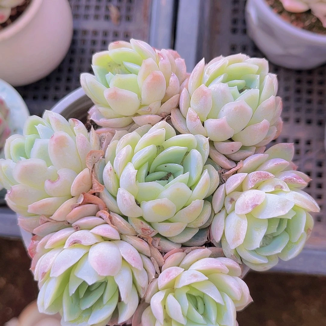 奶油贝瑞8899988888888