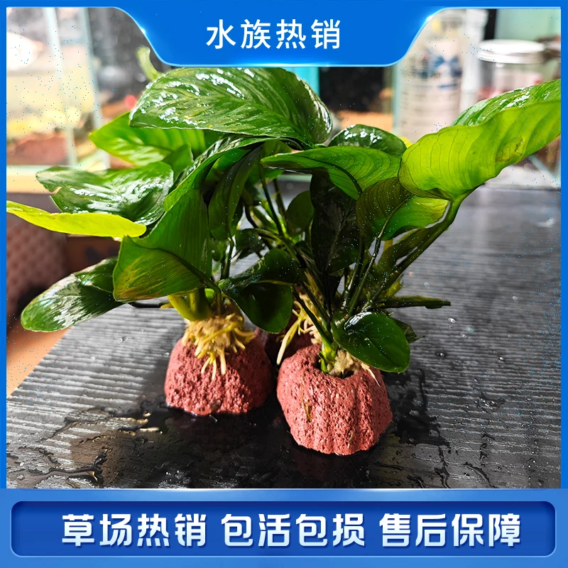 【新手】水榕水草火山石底座懒人水草有水即活活体水草易养