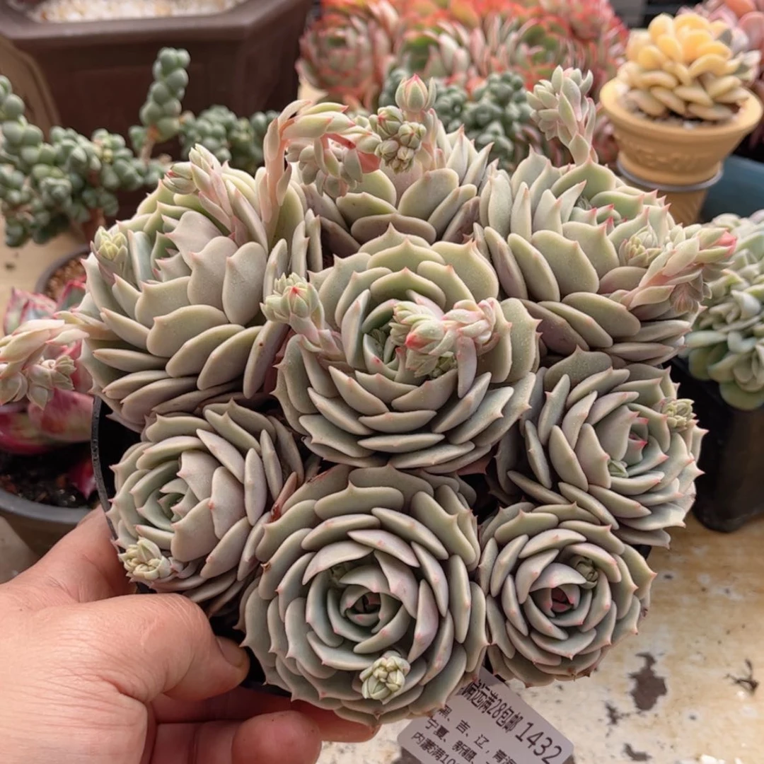 【闪购商品】1432露娜连