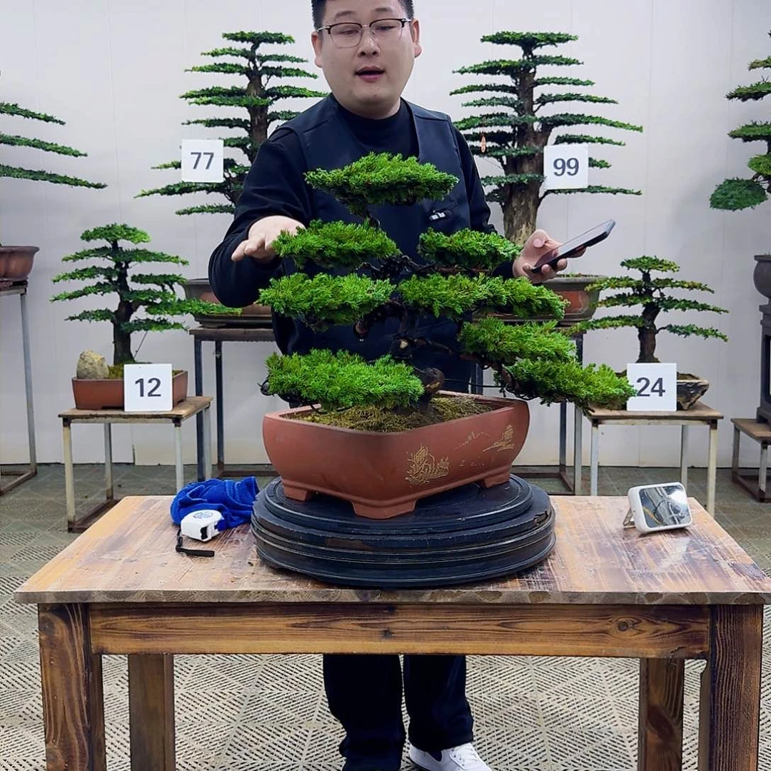 盆景柏树造型盆景