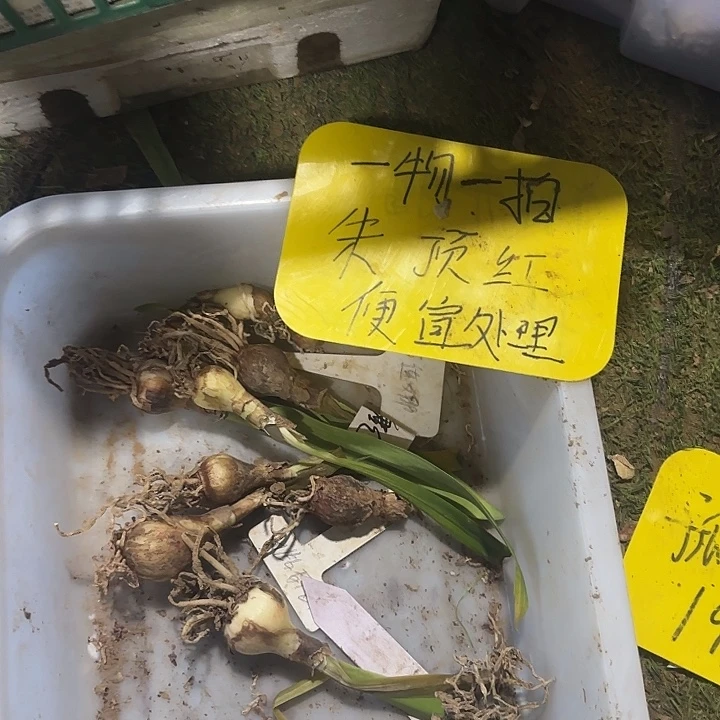 完全开放伊莲娜5个组合一物一拍