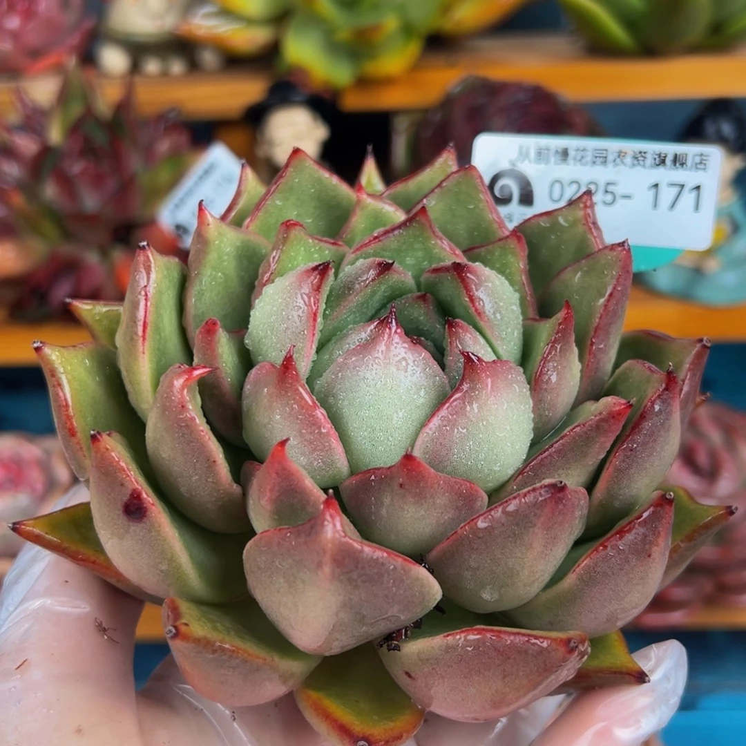 从前慢多肉精选编号0225.171